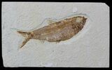 Knightia Fossil Fish - Wyoming #59242-1